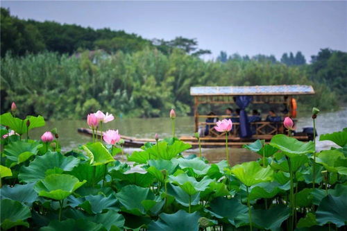你心動(dòng)的,都在這 沙家浜景區(qū)在四季與你訴說 她 的故事